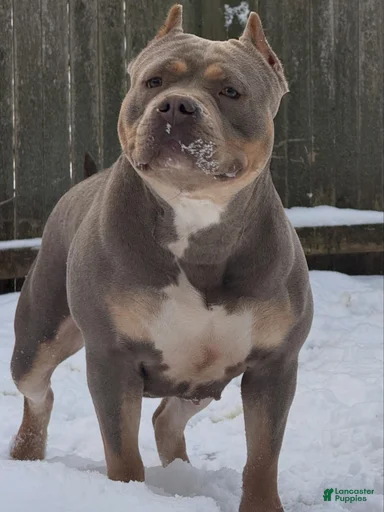 Gallery Image {{count}}