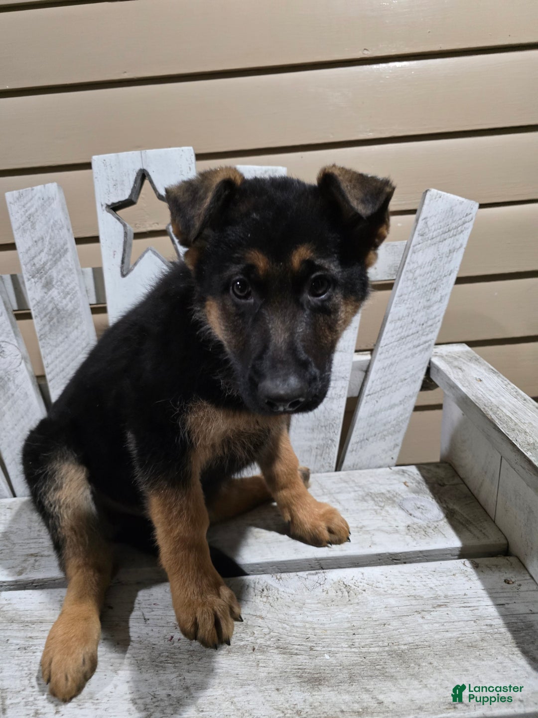 German Shepherd dogs for sale: Max - Ad 3