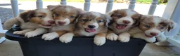 Miniature Australian Shepherd dogs for sale: Miniature Australian Shepherd Puppy 6 - Ad 5