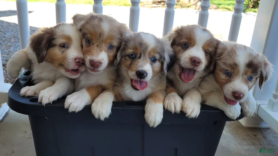 Miniature Australian Shepherd dogs for sale: Miniature Australian Shepherd Puppy 6 - Ad 5