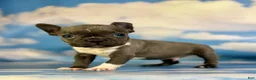 Frenchton dogs for sale: Lionel  - Ad 5