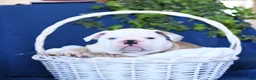English Bulldog dogs for sale: King - Ad 3
