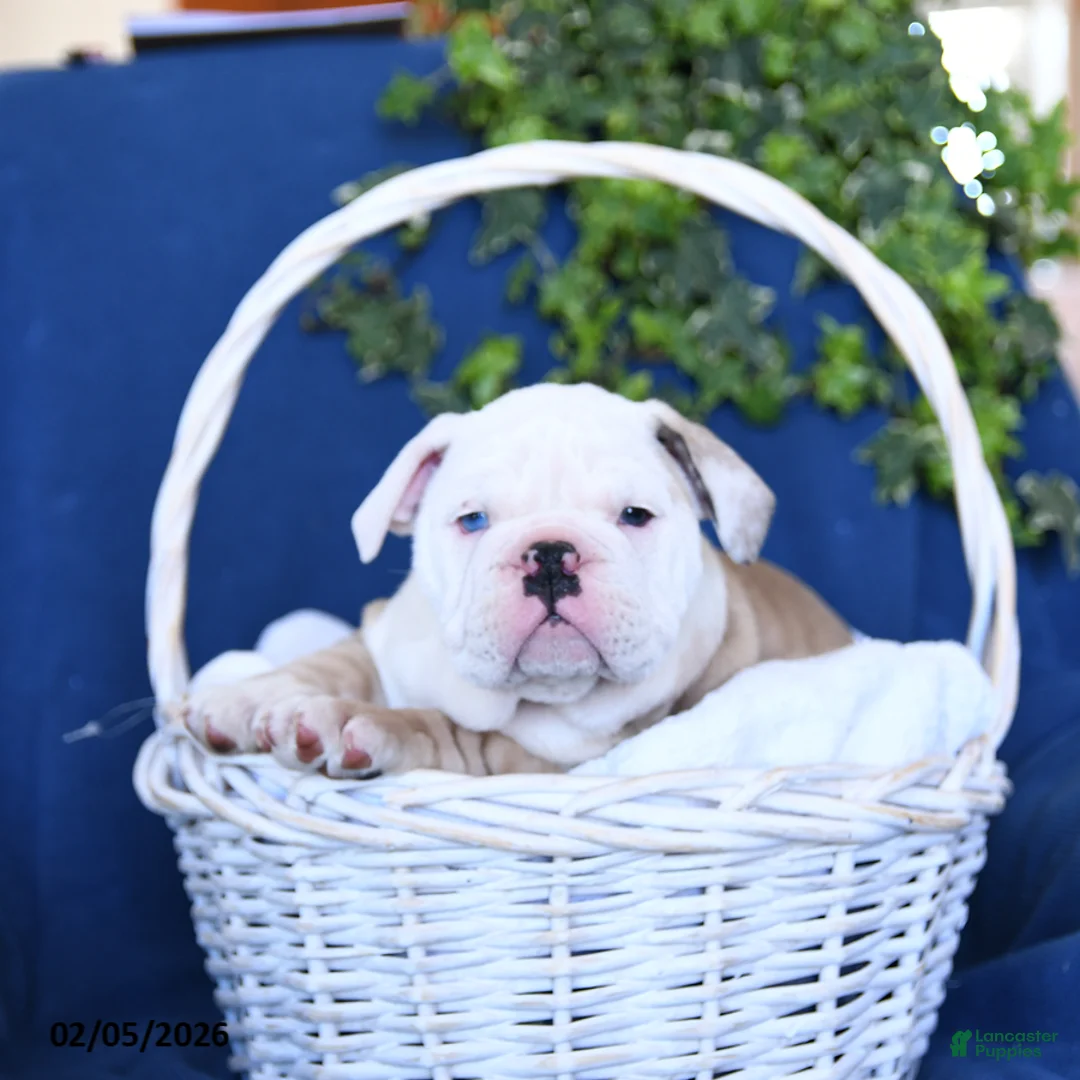 English Bulldog dogs for sale: King - Ad 3