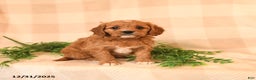 Cavapoo dogs for sale: Cherish - Ad 2