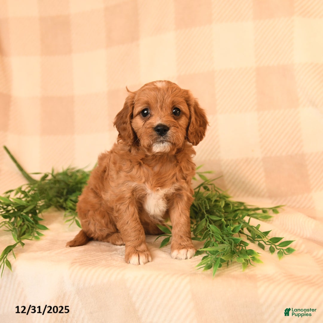 Cavapoo dogs for sale: Cherish - Ad 2
