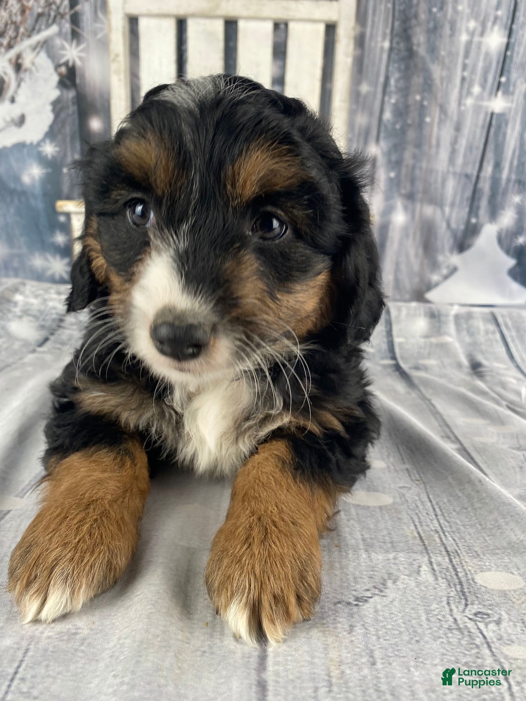 Aussiedoodle dogs for sale: Oreo - Ad 1