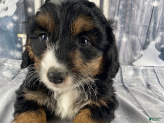 Aussiedoodle dogs Oreo - Ad 5