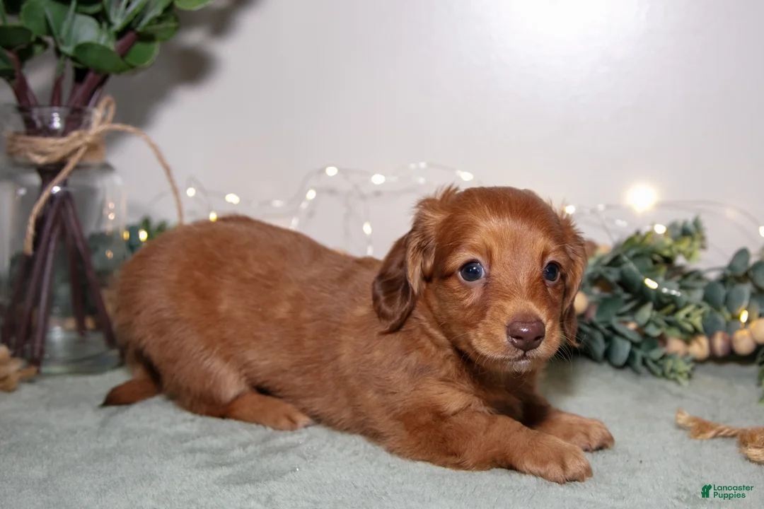 Miniature Dachshund dogs for sale: Damien - Ad 1