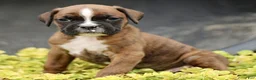 Boxer dogs for sale: Turner  - Ad 3