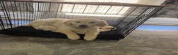 Golden Retriever dogs for sale: Golden Retriever 1 - Ad 4