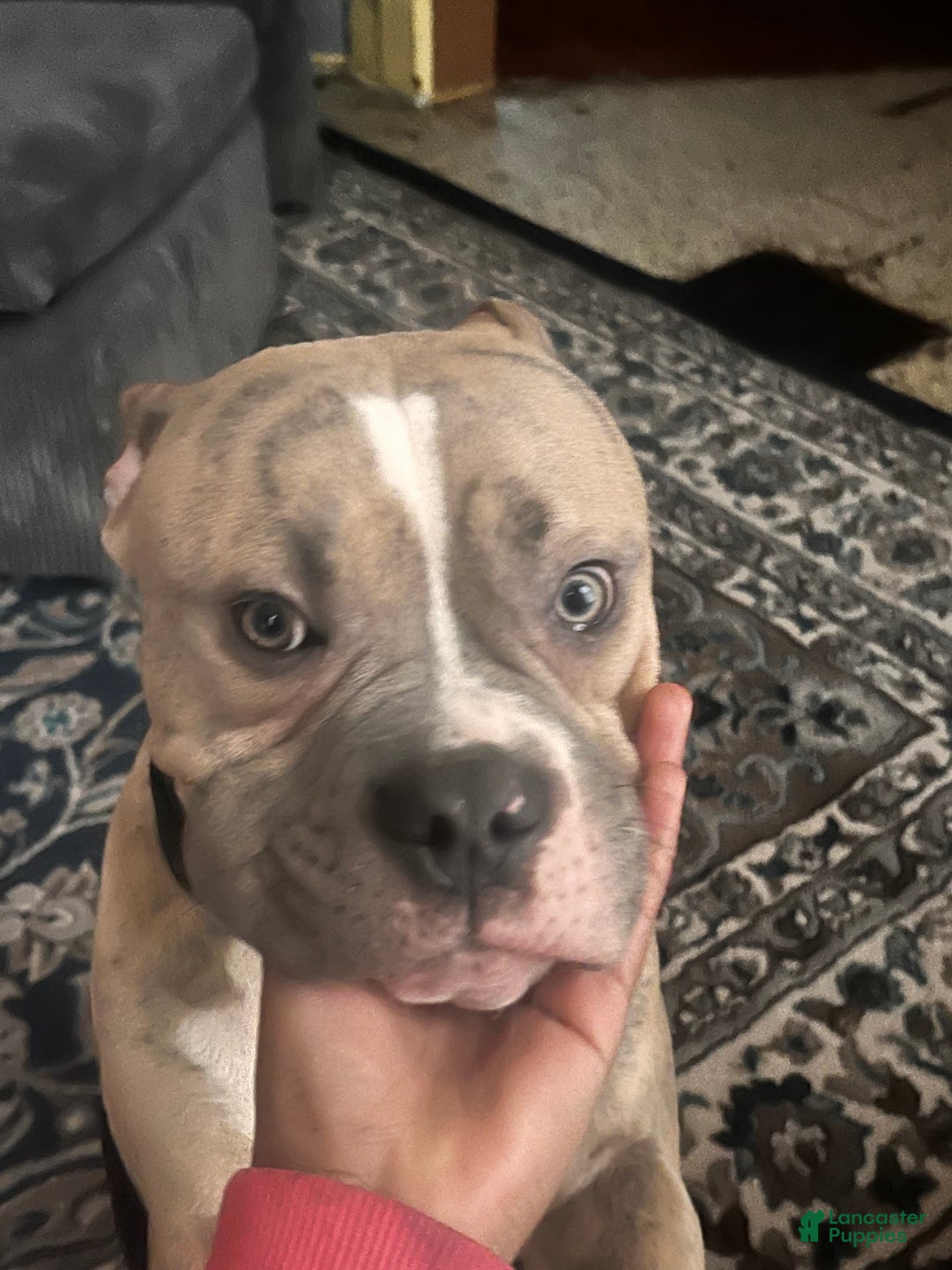 Mixed Breed dogs for sale: Mixed Breed Puppy 1 - Ad 4