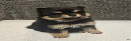 Pomeranian dogs for sale: Athena - Ad 16