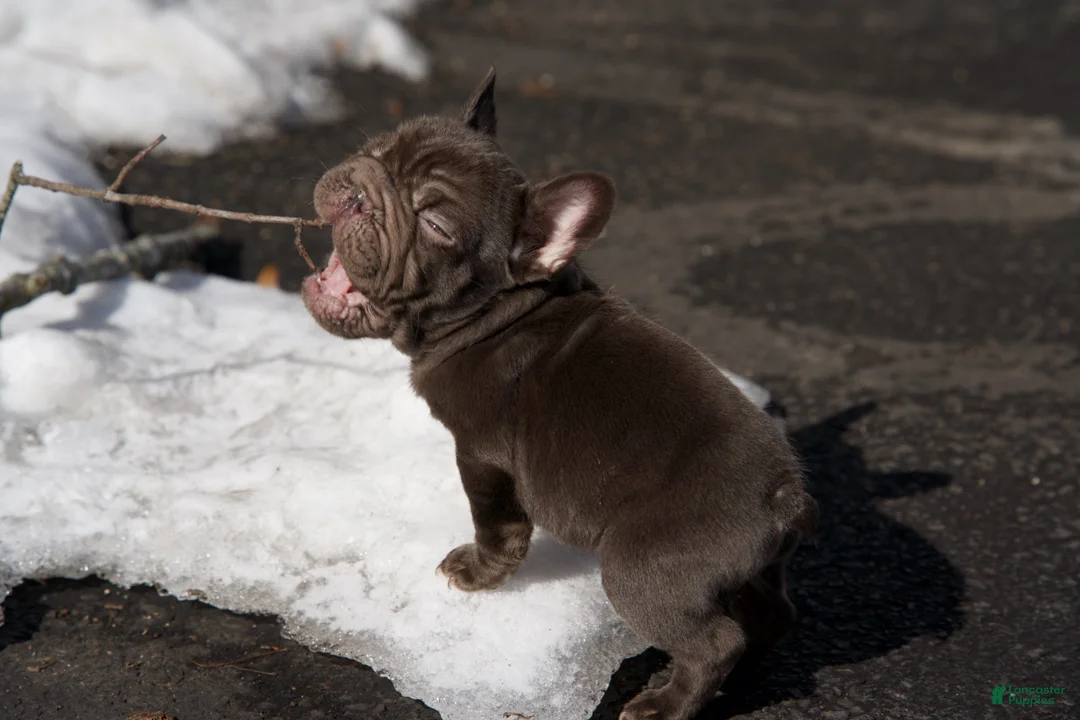 French Bulldog dogs for sale: Bean, - Ad 2
