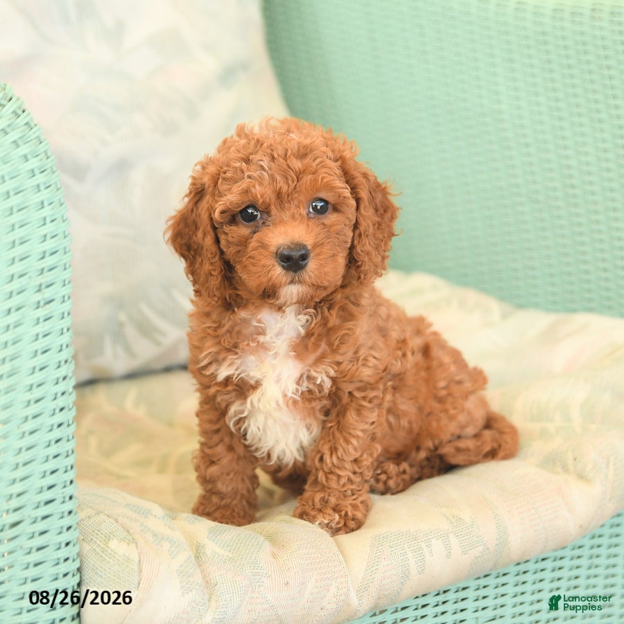 Cavapoo dogs Flo  - Ad 2