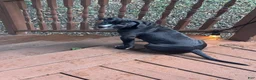 Mixed Breed dogs for sale: Black Panther - Ad 4