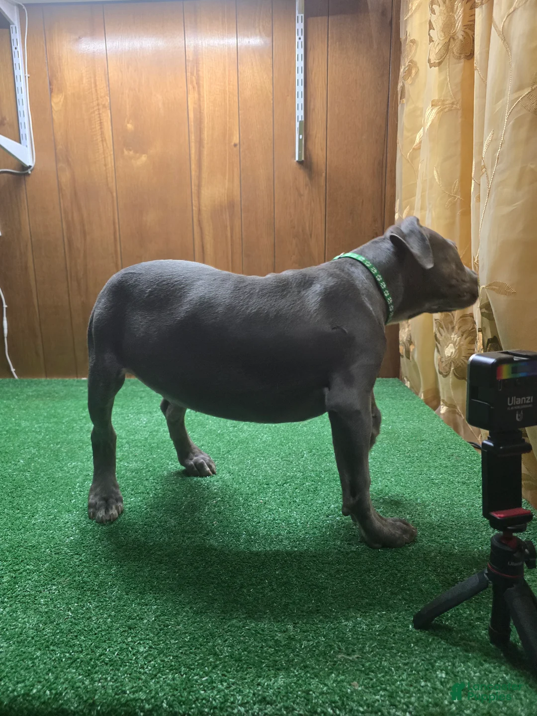 American Bully dogs for sale: Shadow - Ad 2