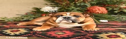 English Bulldog dogs for sale: Melody - Ad 3