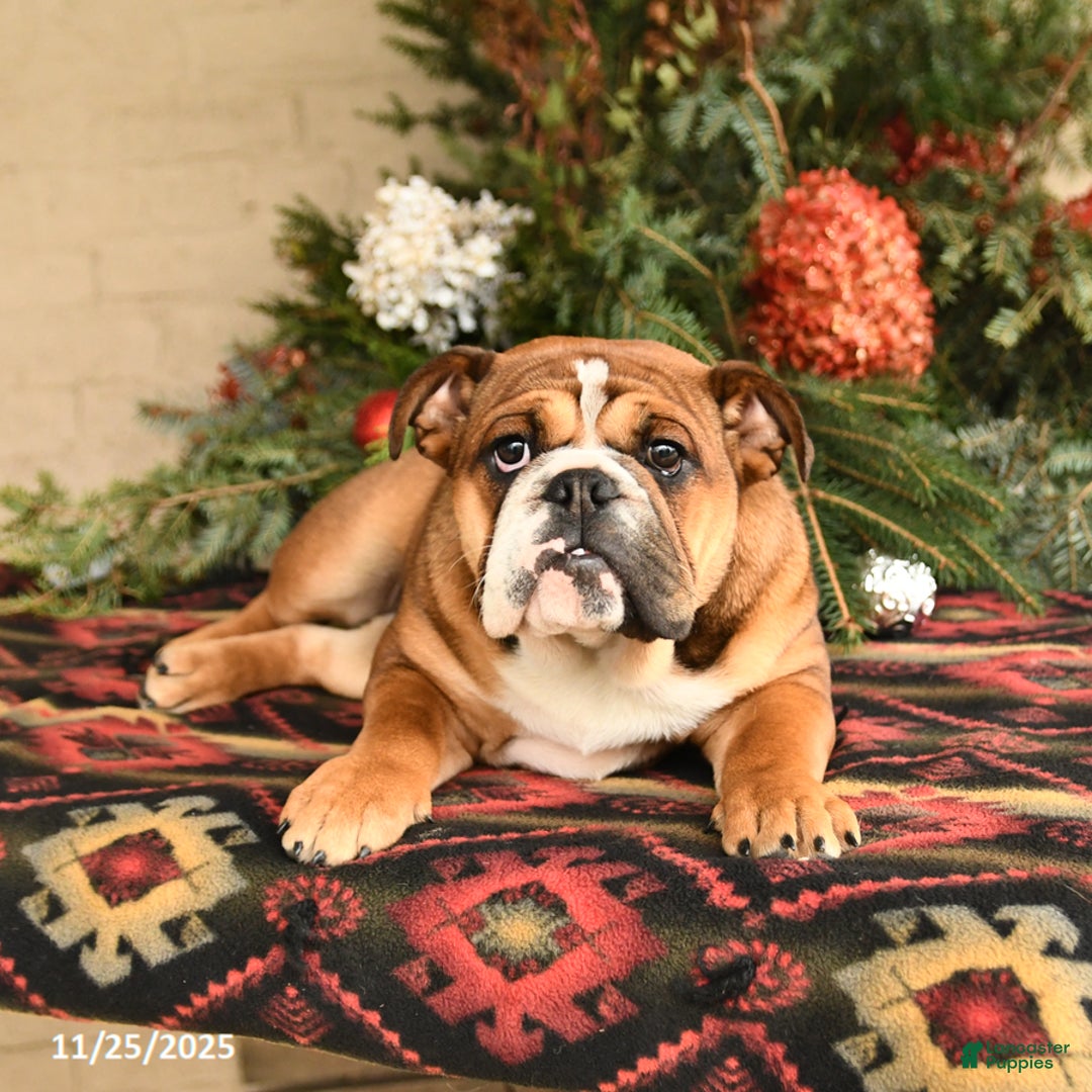 English Bulldog dogs for sale: Melody - Ad 3
