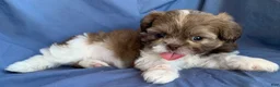Shih Tzu dogs for sale: Molly - Ad 12