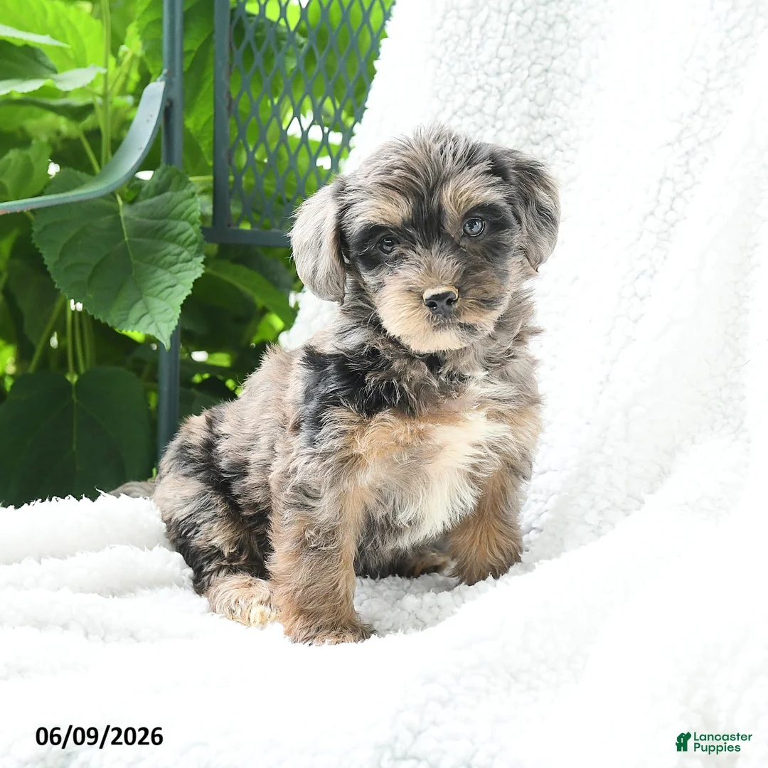 Yorkiepoo dogs for sale: Mirelle - Ad 2