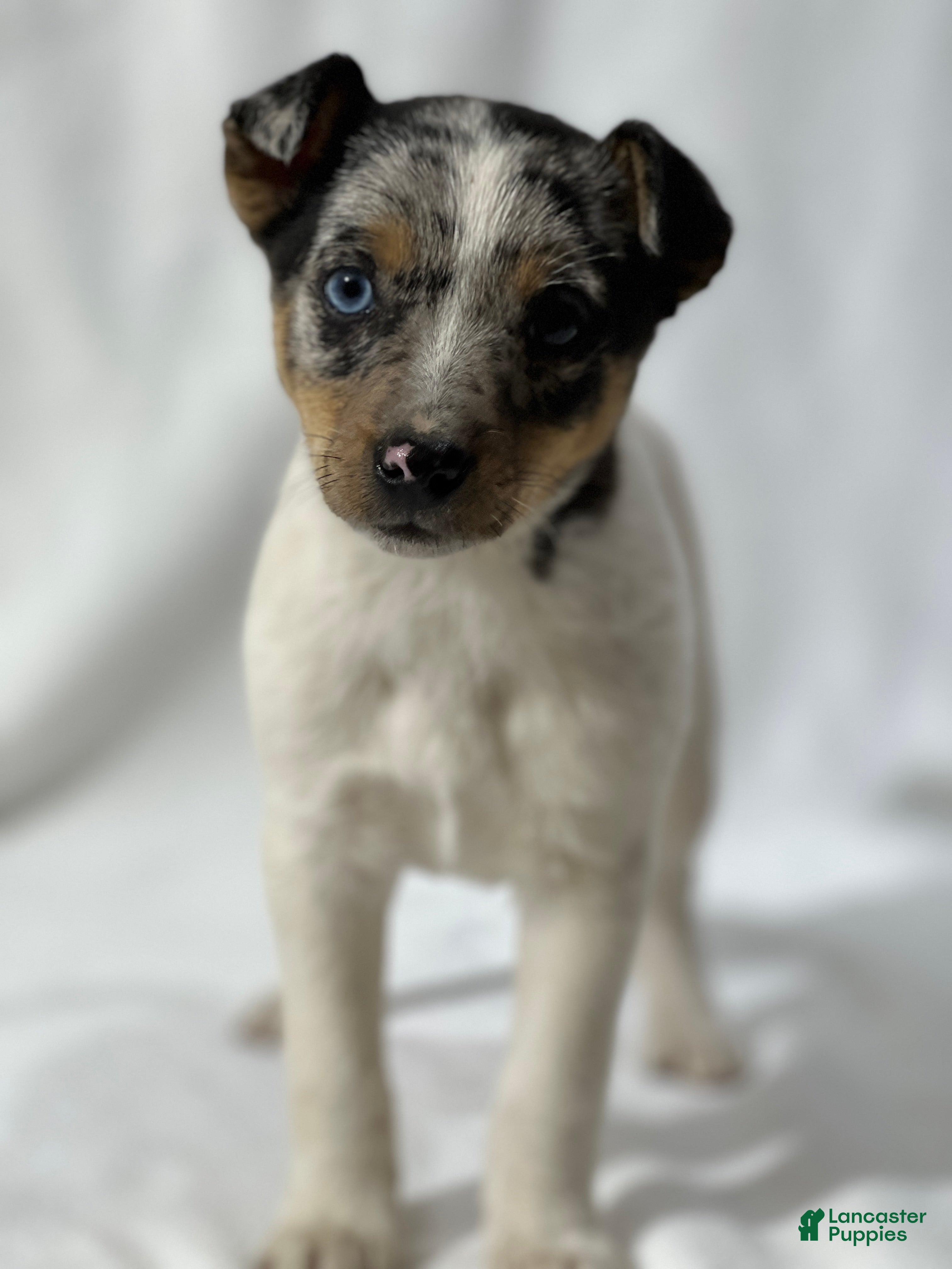 Jack Russell Terrier dogs for sale: Brisa - Ad 3