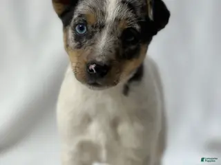 Jack Russell Terrier dogs for sale: Brisa - Ad 3