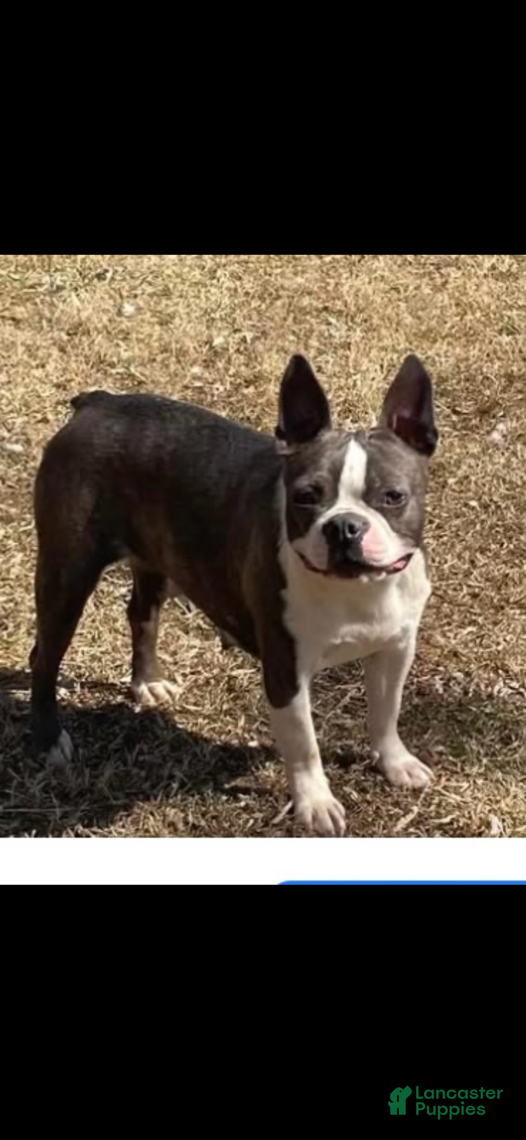 Boston Terrier dogs for sale: Boston Terrier Puppy 3 - Ad 5