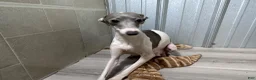 Italian Greyhound dogs for sale: Carmen AKC - Ad 7