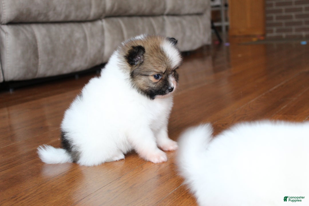 Pomeranian dogs for sale: Ethan - Ad 8