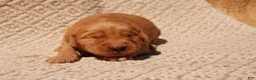 Golden Retriever dogs for sale: Daisy -AKC, Genetically Clear - Ad 106