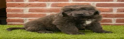 Newfoundland dogs for sale: Henry - Ad 2