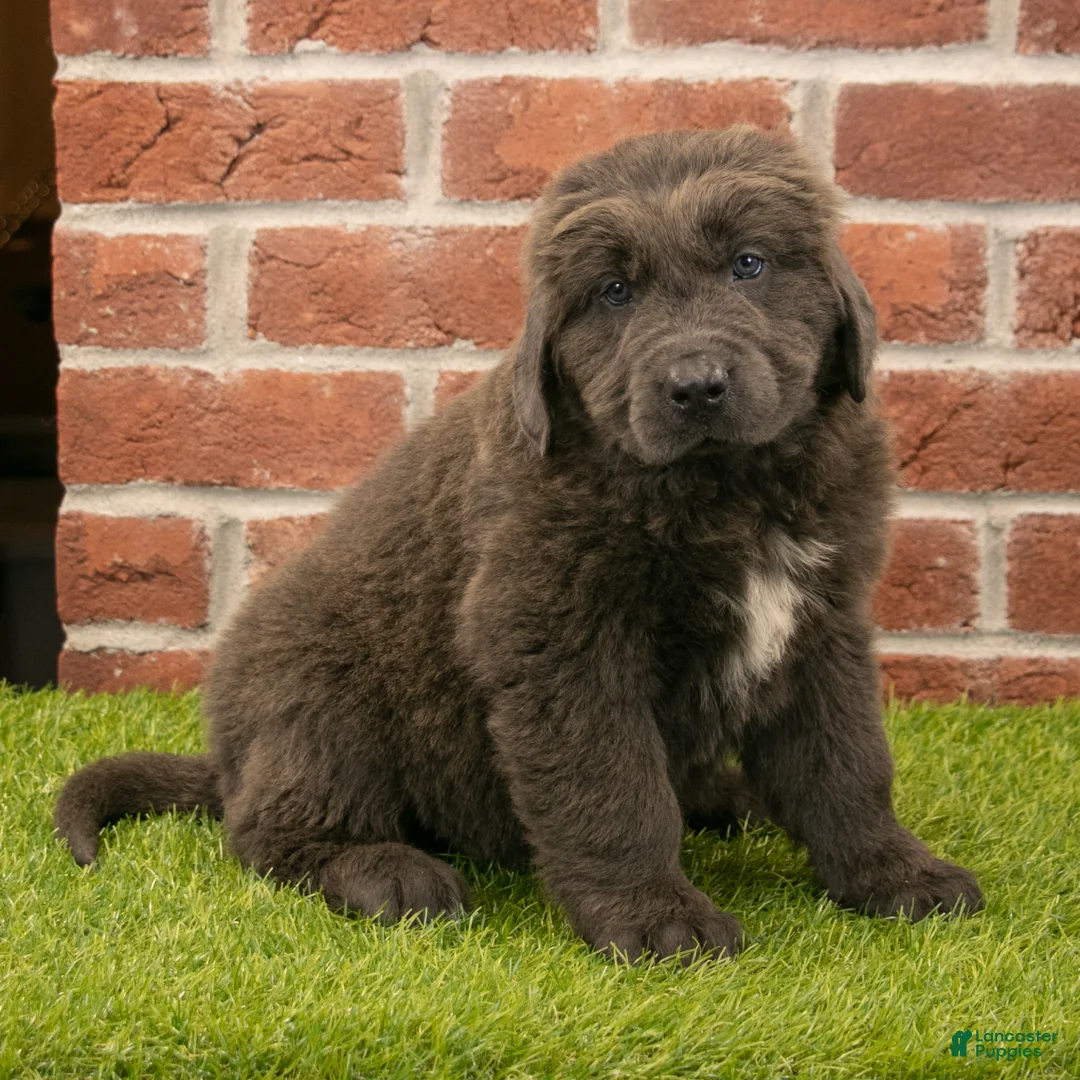 Newfoundland dogs for sale: Henry - Ad 2