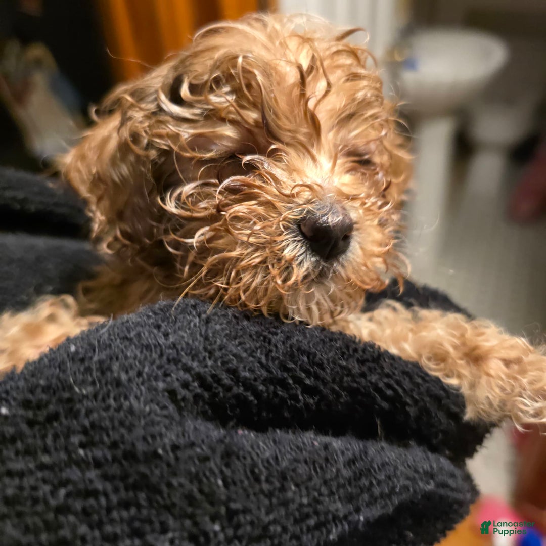 Gallery Image {{count}}