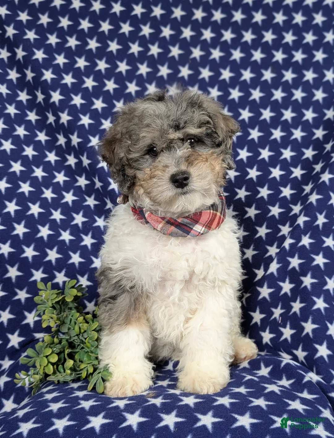 Mini Bernedoodle dogs for sale: Armondo Hypoallergenic  - Ad 6