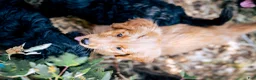 Goldendoodle dogs for sale: Honey - Ad 2