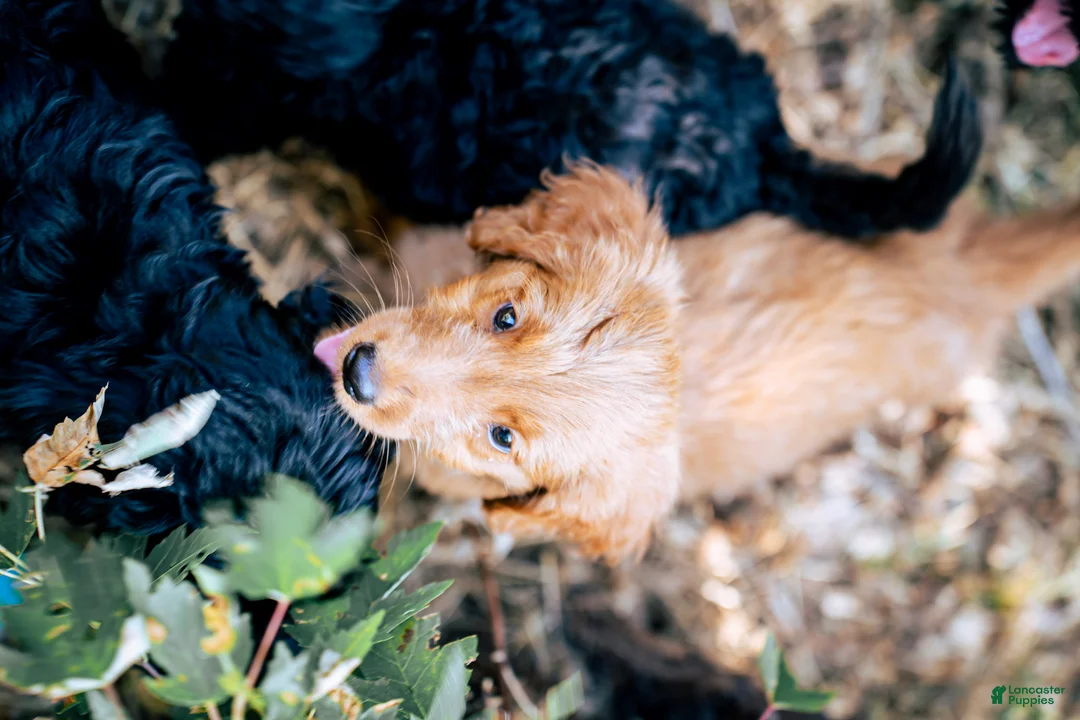 Goldendoodle dogs for sale: Honey - Ad 2