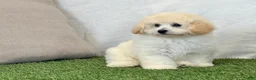 Bichpoo dogs for sale: Kylie  - Ad 4