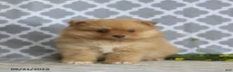 Pomeranian dogs for sale: Mandy - Ad 1