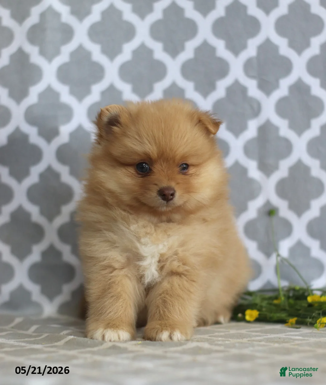 Pomeranian dogs for sale: Mandy - Ad 1