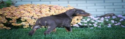 Doberman Pinscher dogs for sale: MASTER - Ad 13