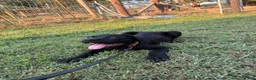 Cane Corso dogs for sale: Cane Corso Puppy 10 - Ad 13