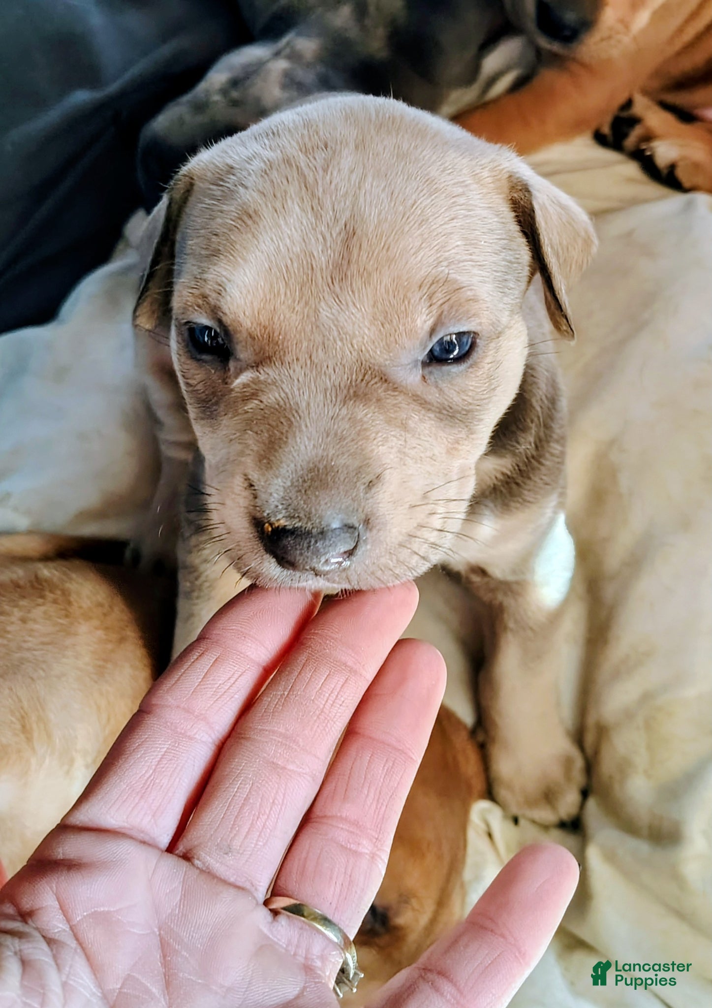 Mixed Breed dogs  calico  - Ad 17