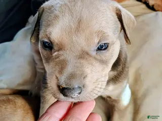 Mixed Breed dogs calico - Ad 17