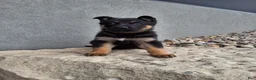 German Shepherd dogs for sale: Nikki - Ad 6