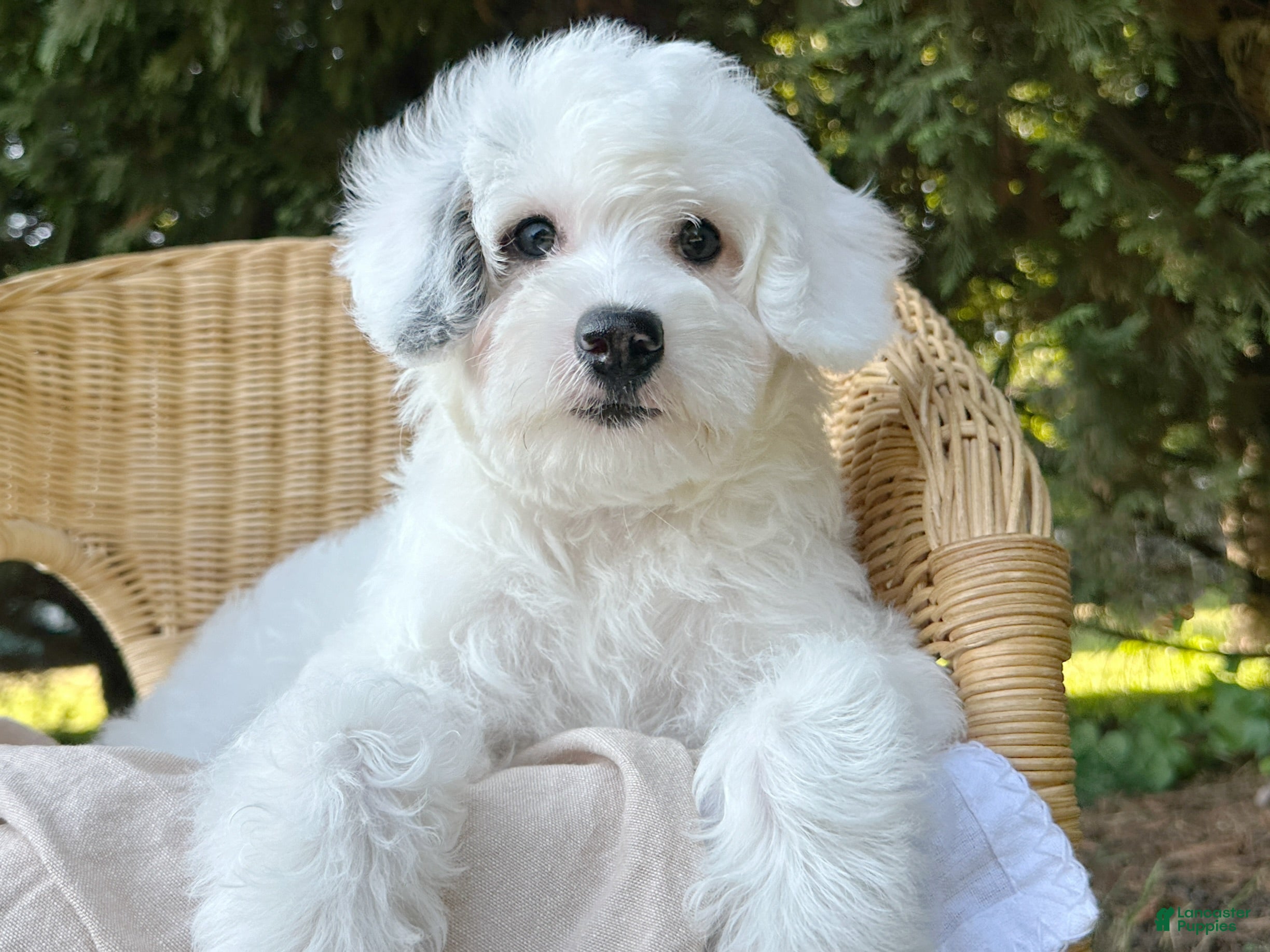 Mini Bernedoodle dogs ☀️ 🏄‍♀️ 🏖️ SUMMER 🏖️ 🏄‍♀️ ☀️  - Ad 1