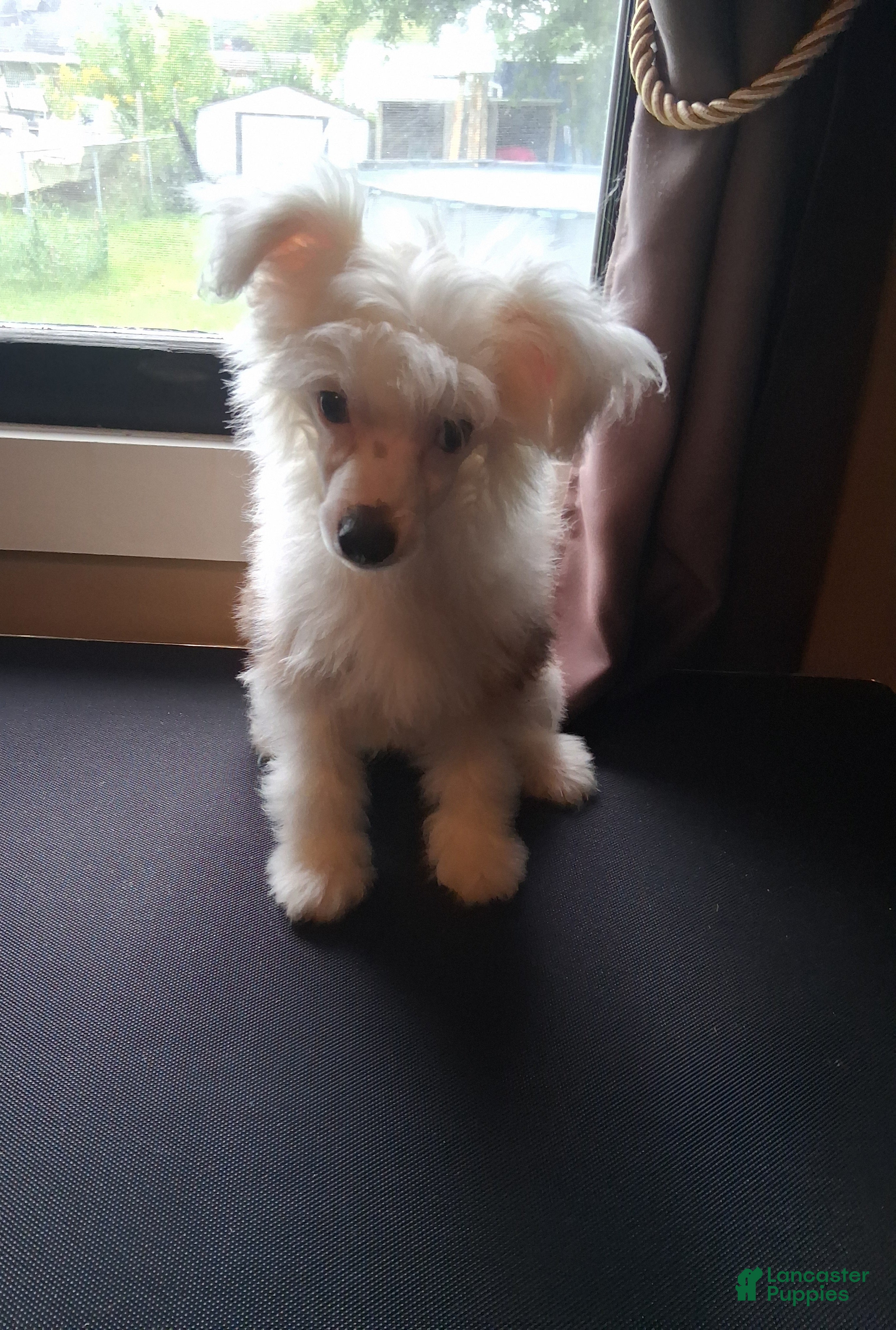 Chinese Crested dogs Teddy (IS ON HOLD) - Ad 1