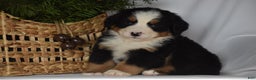 Bernese Mountain Dog dogs for sale: Ember - Ad 5