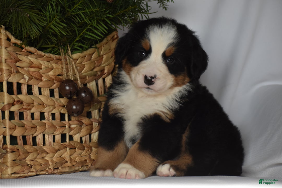 Bernese Mountain Dog dogs for sale: Ember - Ad 5