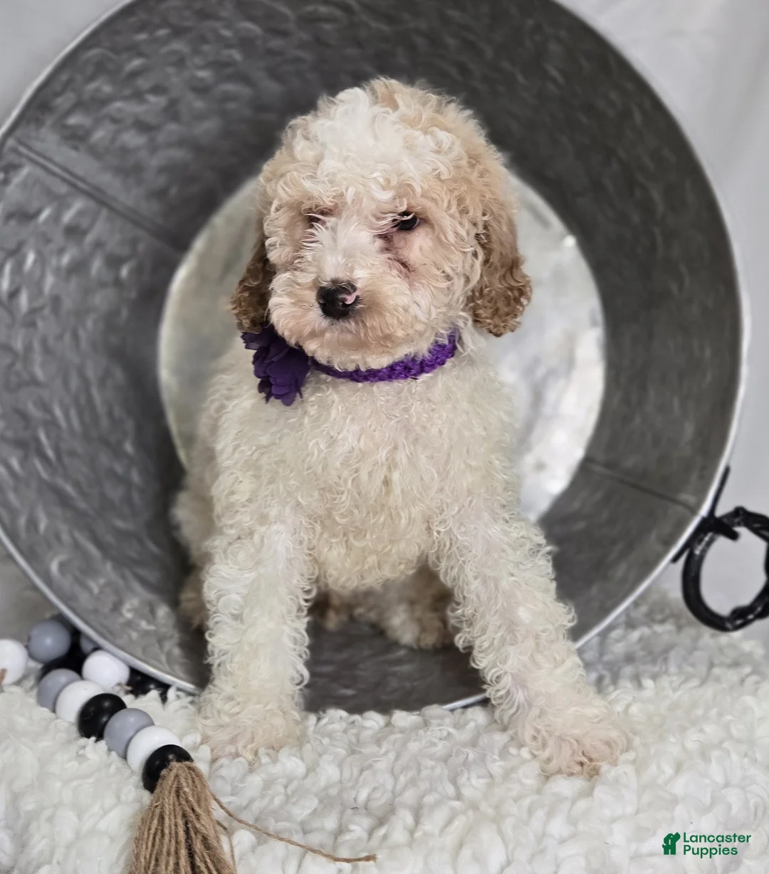 Bernedoodle dogs for sale: Kate - Ad 4