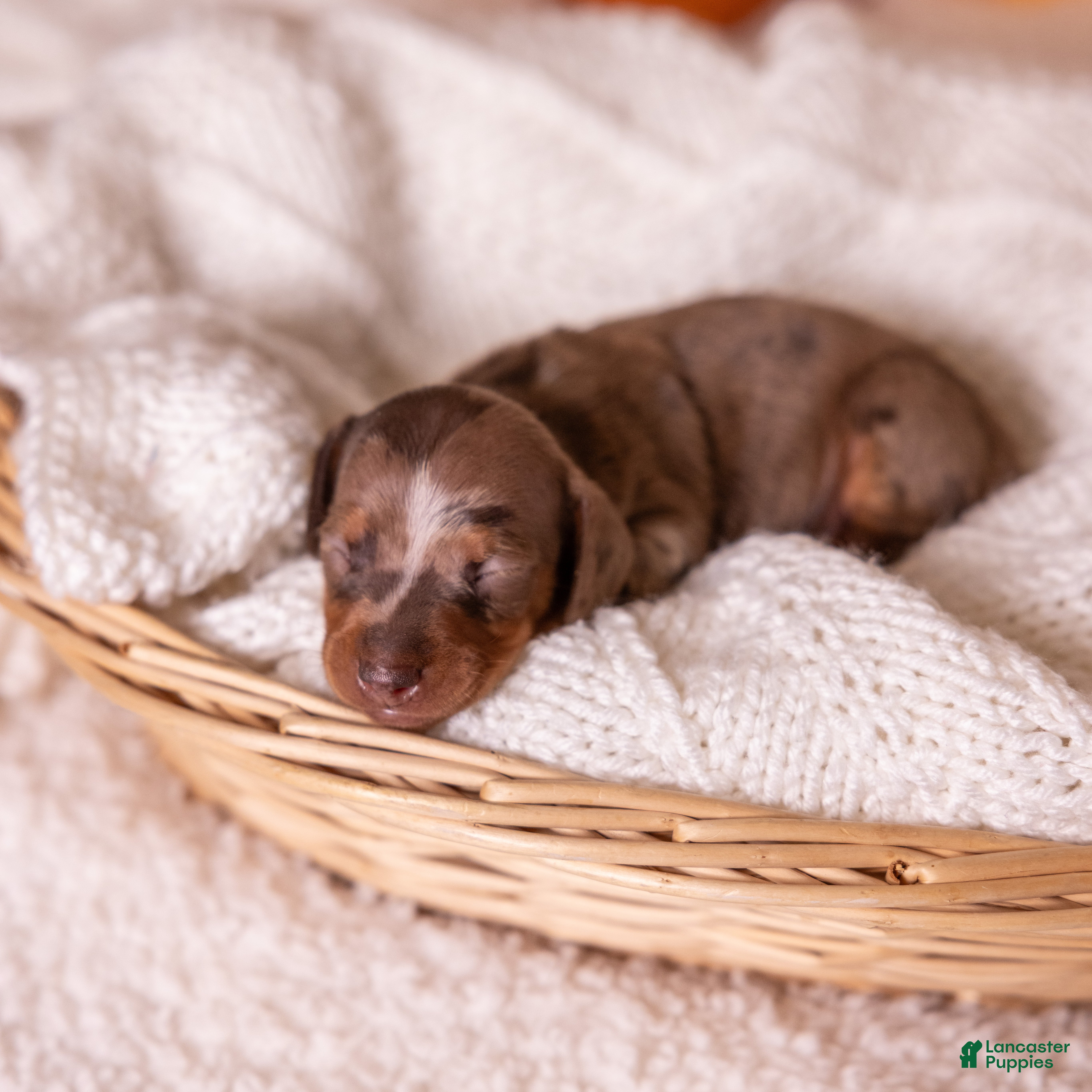 Miniature Dachshund dogs Clara - Ad 1